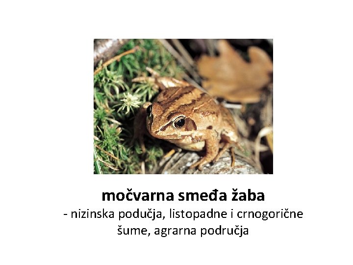močvarna smeđa žaba - nizinska podučja, listopadne i crnogorične šume, agrarna područja 