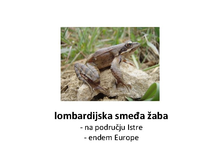 lombardijska smeđa žaba - na području Istre - endem Europe 