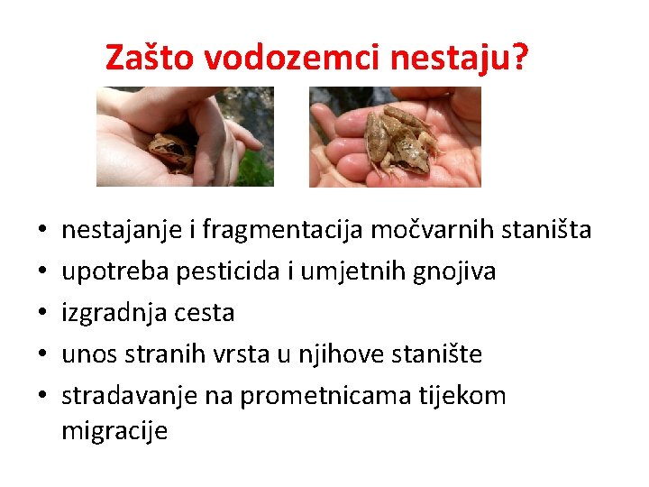 Zašto vodozemci nestaju? • • • nestajanje i fragmentacija močvarnih staništa upotreba pesticida i