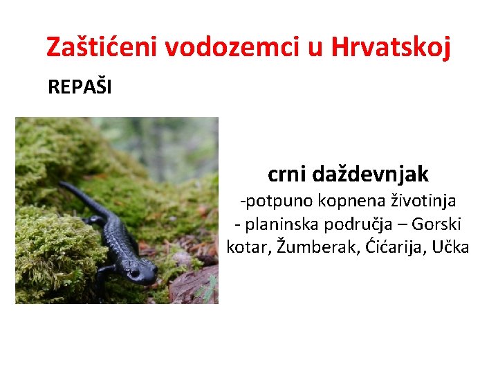 Zaštićeni vodozemci u Hrvatskoj REPAŠI crni daždevnjak -potpuno kopnena životinja - planinska područja –