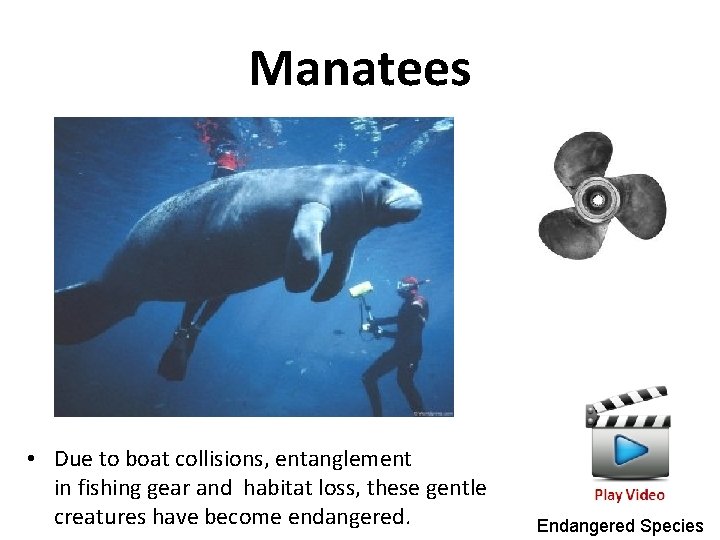 Manatees • Due to boat collisions, entanglement in fishing gear and habitat loss, these