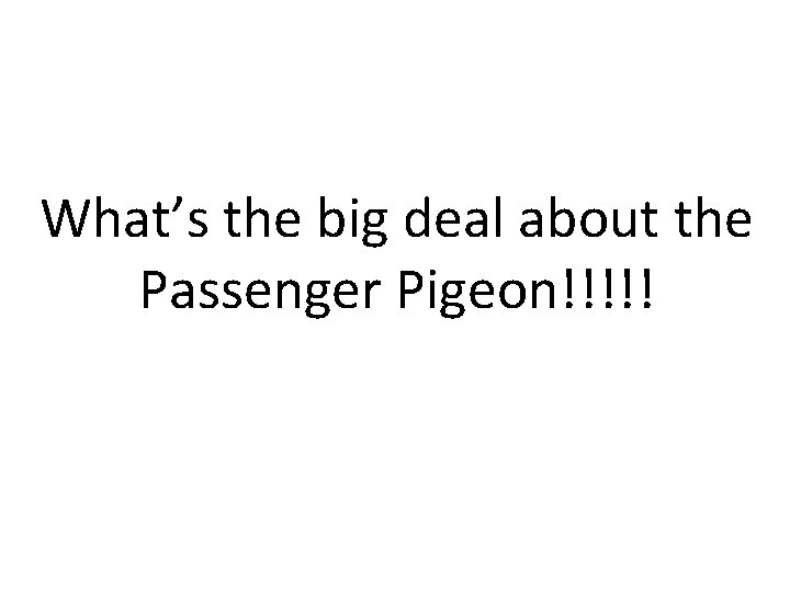 What’s the big deal about the Passenger Pigeon!!!!! 