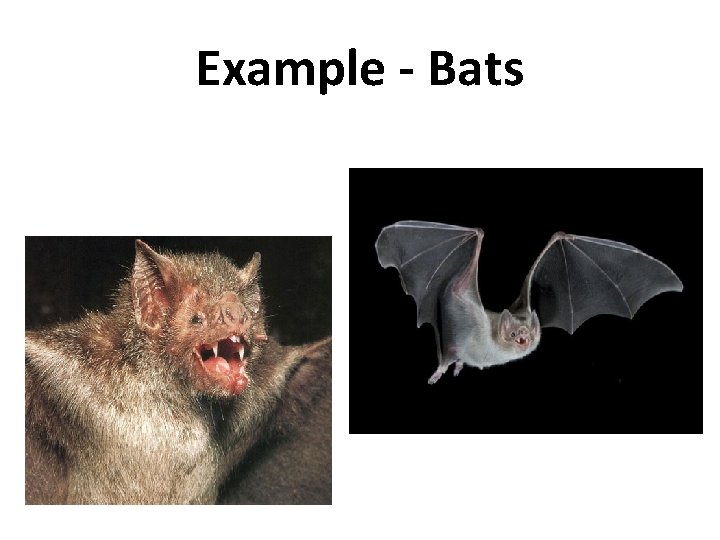 Example - Bats 