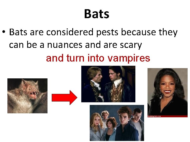 Bats • Bats are considered pests because they can be a nuances and are