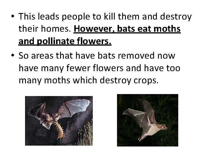  • This leads people to kill them and destroy their homes. However, bats