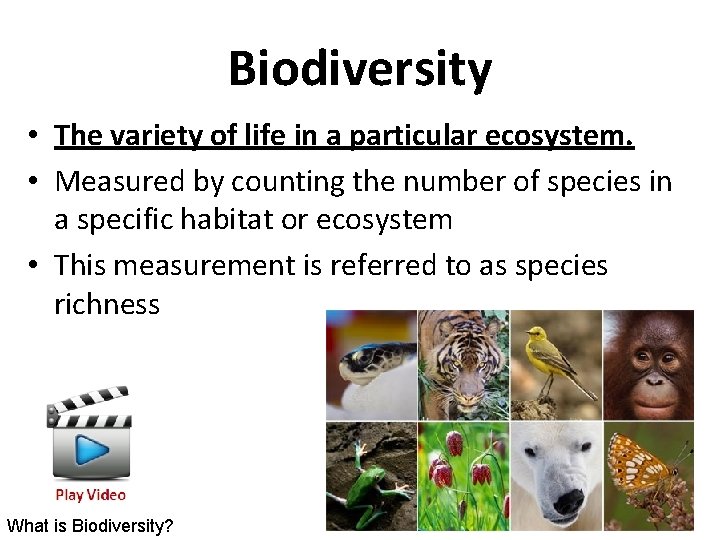 Biodiversity • The variety of life in a particular ecosystem. • Measured by counting