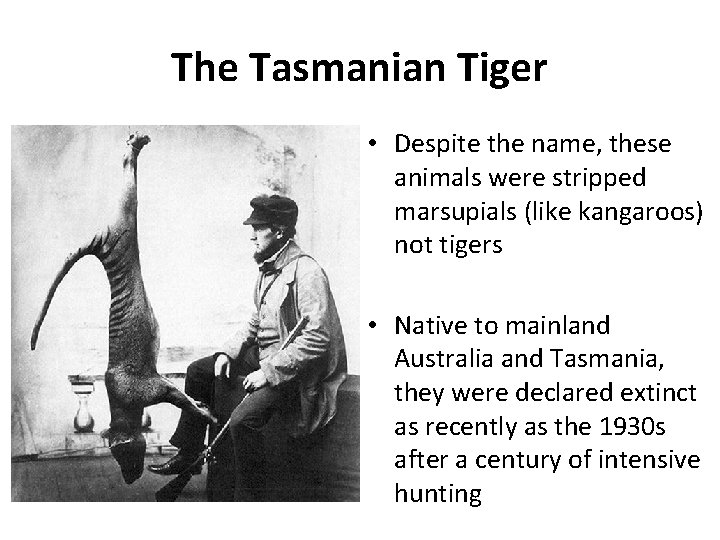 The Tasmanian Tiger • Despite the name, these animals were stripped marsupials (like kangaroos)