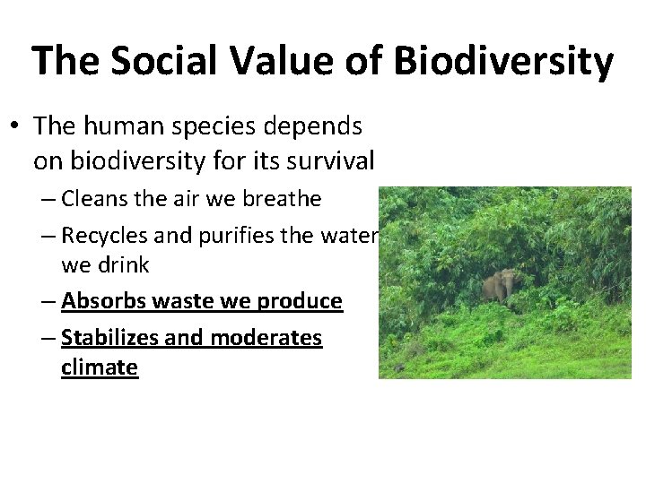 The Social Value of Biodiversity • The human species depends on biodiversity for its
