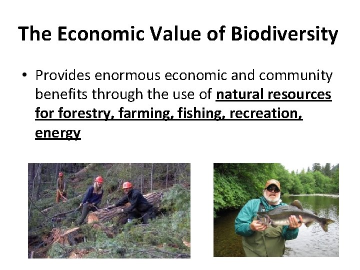 The Economic Value of Biodiversity • Provides enormous economic and community benefits through the