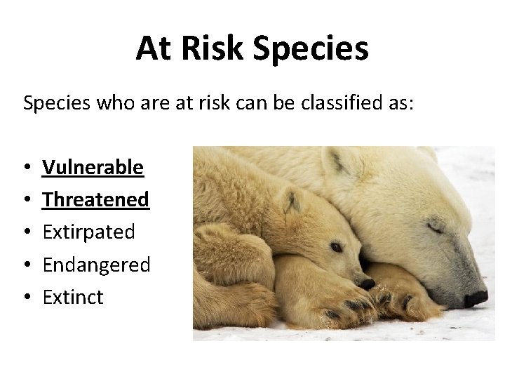 At Risk Species who are at risk can be classified as: • • •