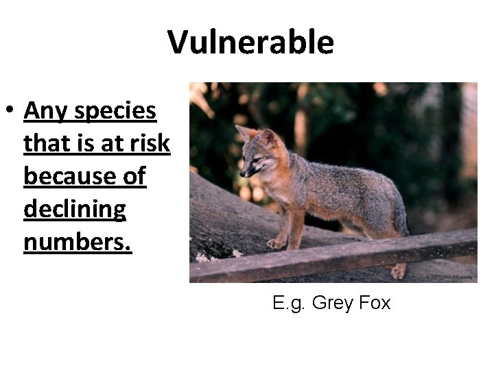 Vulnerable • Any species that is at risk because of declining numbers. E. g.