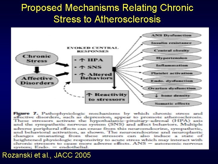 Proposed Mechanisms Relating Chronic Stress to Atherosclerosis Rozanski et al. , JACC 2005 