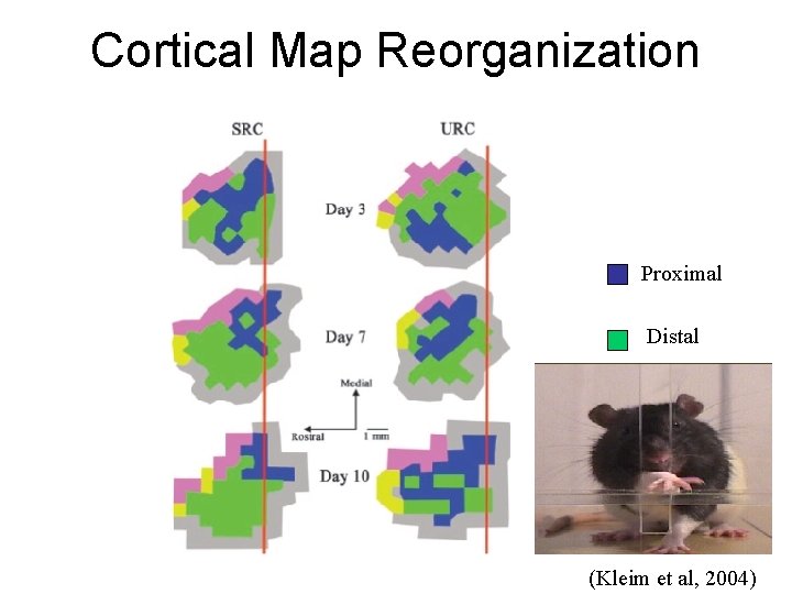 Cortical Map Reorganization Proximal Distal (Kleim et al, 2004) 