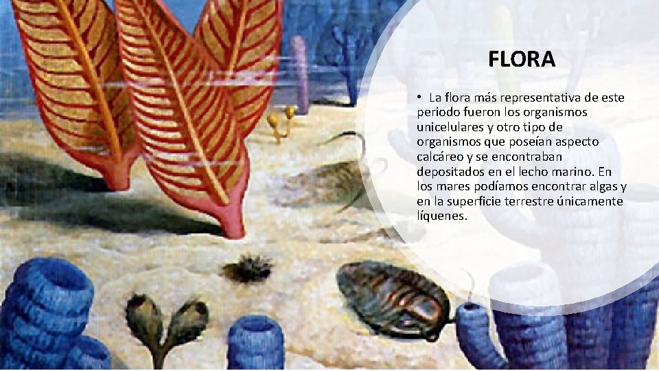 FLORA • La flora más representativa de este periodo fueron los organismos unicelulares y