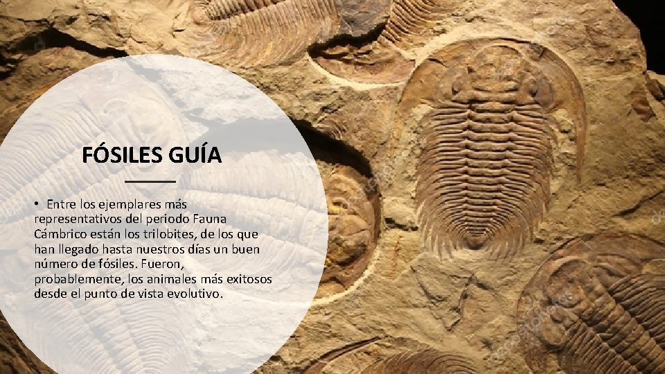 FÓSILES GUÍA • Entre los ejemplares más representativos del periodo Fauna Cámbrico están los