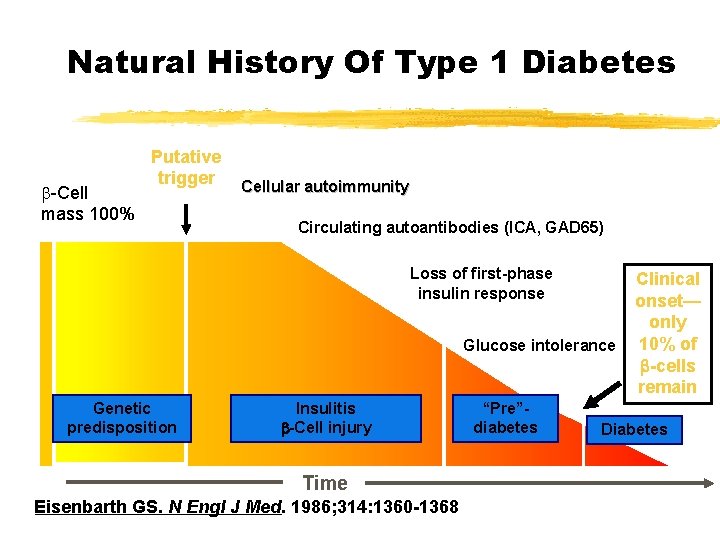 Natural History Of Type 1 Diabetes -Cell mass 100% Putative trigger Cellular autoimmunity Circulating