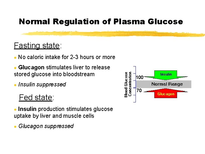 Normal Regulation of Plasma Glucose Fasting state: l No caloric intake for 2 -3