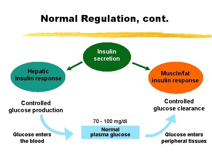 Normal Regulation, cont. Insulin secretion Hepatic insulin response Muscle/fat insulin response Controlled glucose clearance