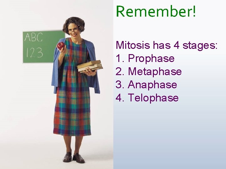 Remember! Mitosis has 4 stages: 1. Prophase 2. Metaphase 3. Anaphase 4. Telophase 