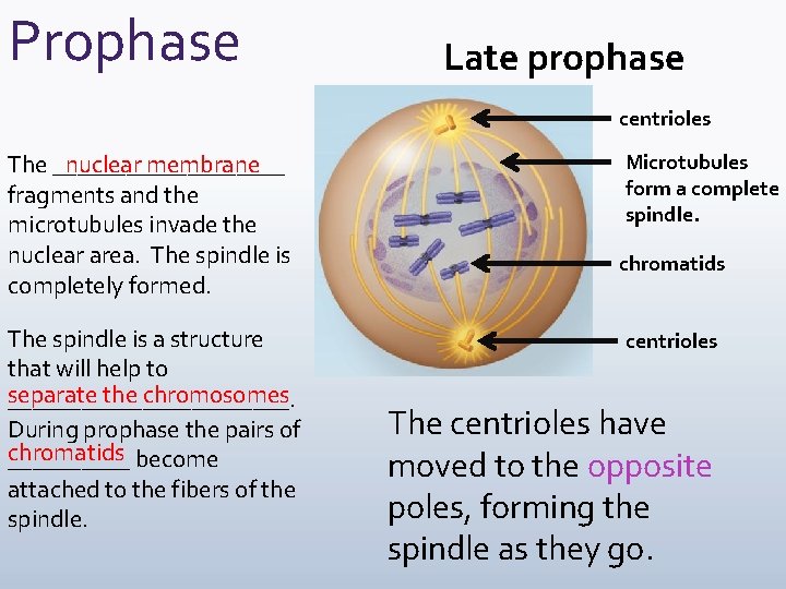 Prophase Late prophase centrioles The __________ nuclear membrane fragments and the microtubules invade the