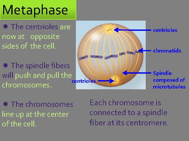 Metaphase The centrioles are now at opposite sides of the cell. centrioles chromatids The