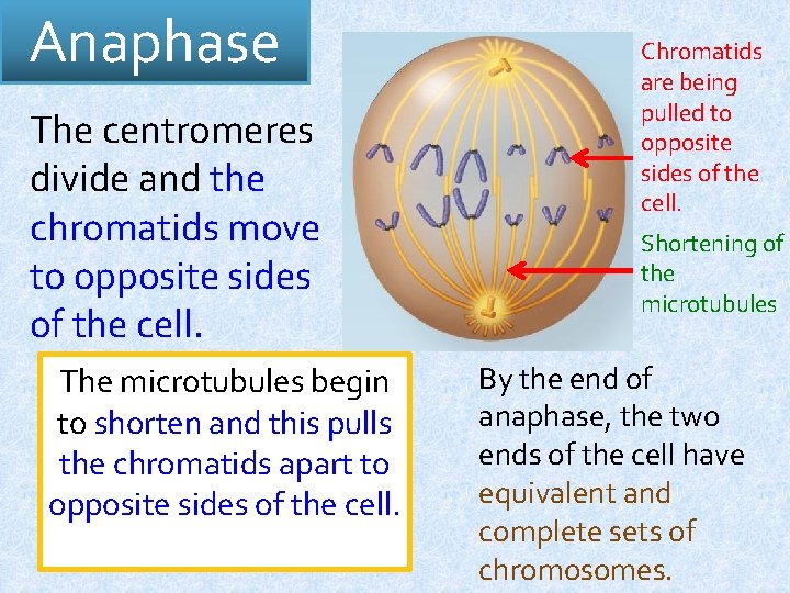 Anaphase The centromeres divide and the chromatids move to opposite sides of the cell.