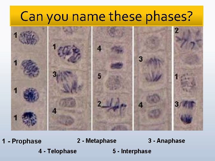 Can you name these phases? 1 - Prophase 4 - Telophase 2 - Metaphase