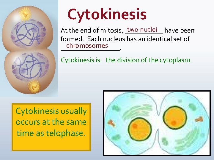 Cytokinesis two nuclei have been At the end of mitosis, ______ formed. Each nucleus