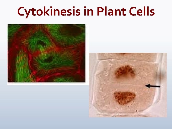 Cytokinesis in Plant Cells 