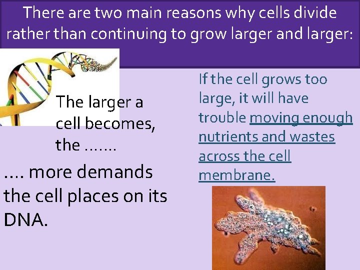 There are two main reasons why cells divide rather than continuing to grow larger