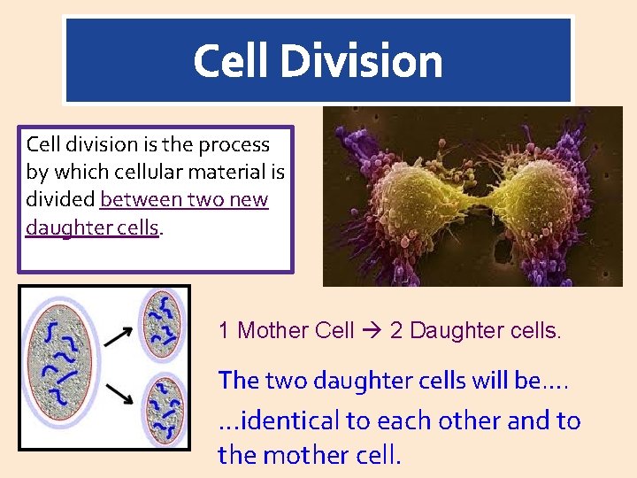 Cell division is the process by which cellular material is divided between two new