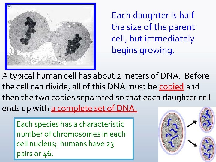 Each daughter is half the size of the parent cell, but immediately begins growing.