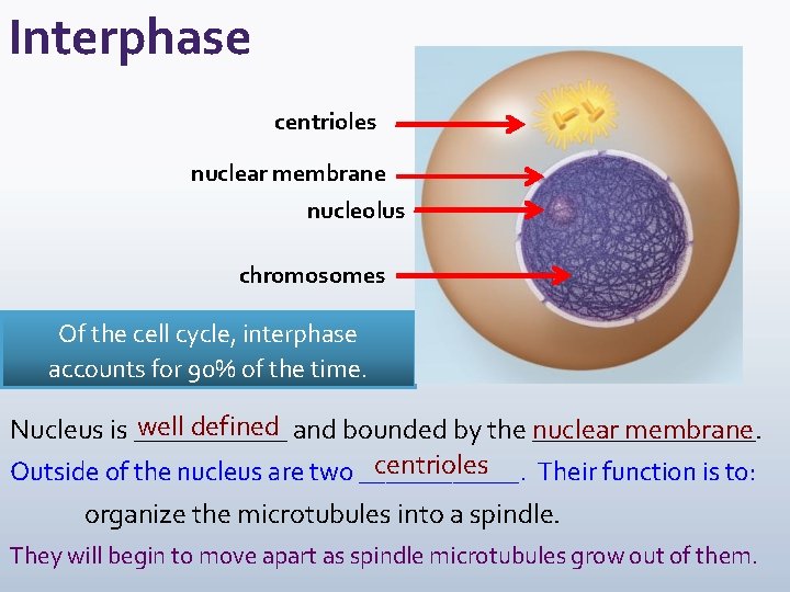 Interphase centrioles nuclear membrane nucleolus chromosomes Of the cell cycle, interphase accounts for 90%