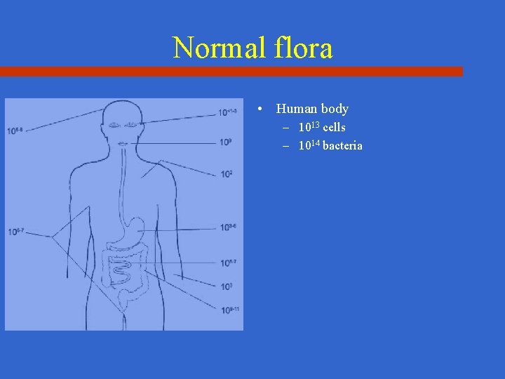 Normal flora • Human body – 1013 cells – 1014 bacteria 