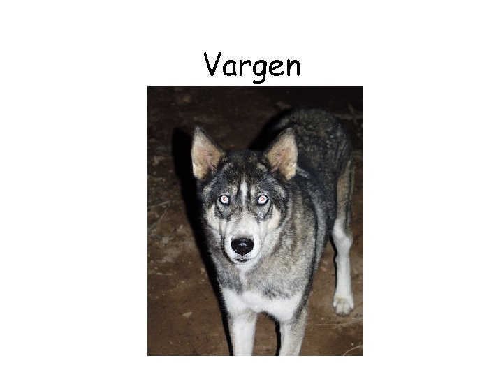 Vargen 