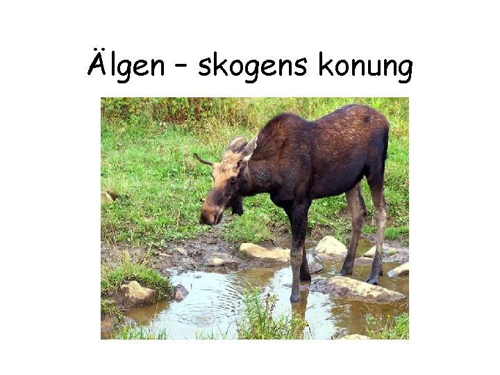 Älgen – skogens konung 