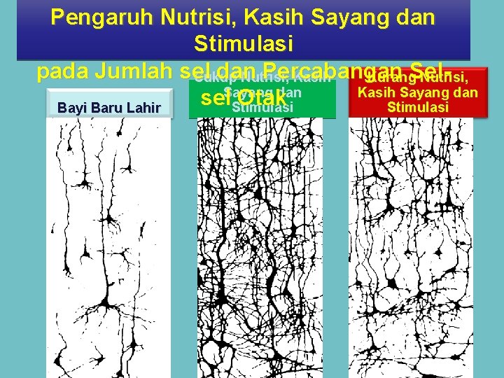 Pengaruh Nutrisi, Kasih Sayang dan Stimulasi pada Jumlah sel dan Percabangan Sel. Cukup Nutrisi,