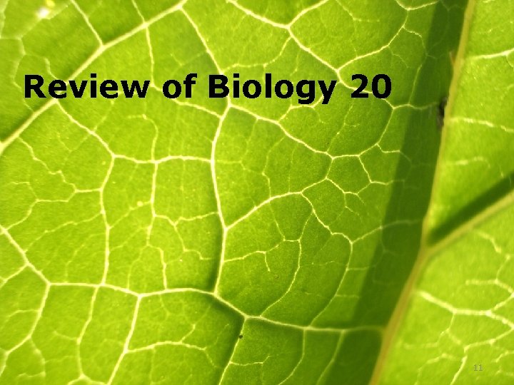 Review of Biology 20 11 