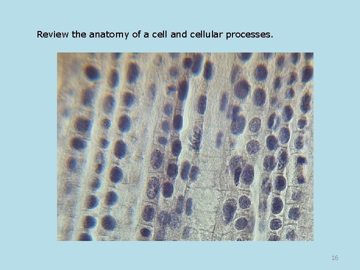 Review the anatomy of a cell and cellular processes. 16 