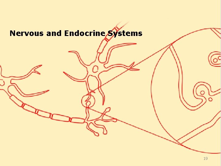 Nervous and Endocrine Systems 19 