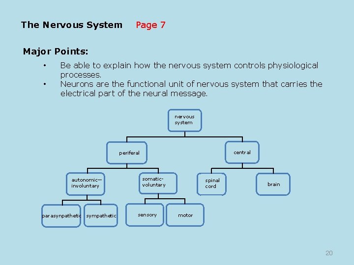 The Nervous System Page 7 Major Points: • • Be able to explain how