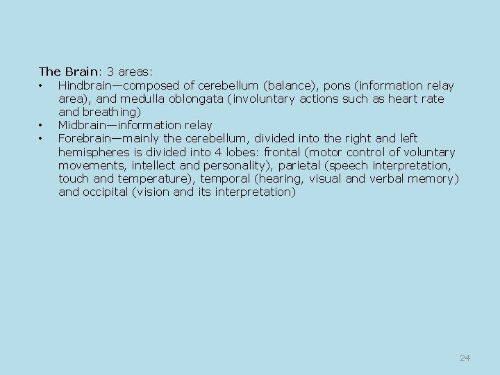 The Brain: 3 areas: • Hindbrain—composed of cerebellum (balance), pons (information relay area), and