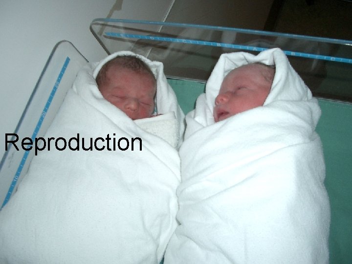 Reproduction 40 