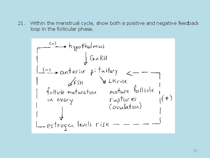 21. Within the menstrual cycle, show both a positive and negative feedback loop in