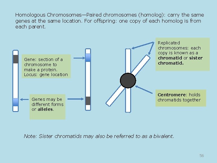 Homologous Chromosomes—Paired chromosomes (homolog): carry the same genes at the same location. For offspring: