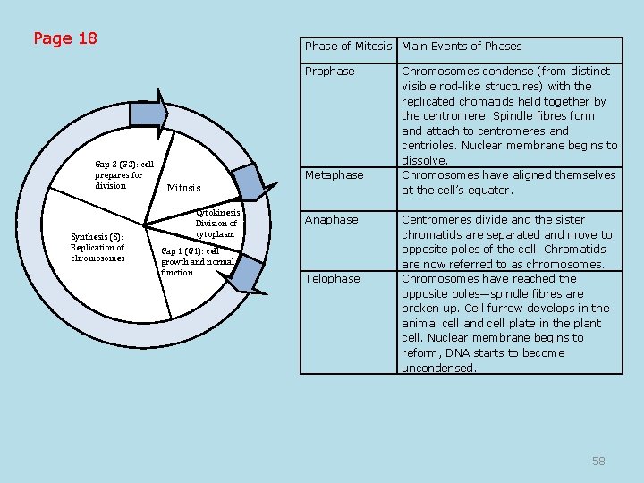 Page 18 Phase of Mitosis Main Events of Phases Prophase Gap 2 (G 2):