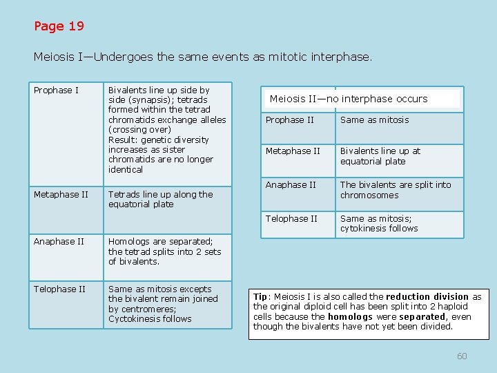 Page 19 Meiosis I—Undergoes the same events as mitotic interphase. Prophase I Metaphase II