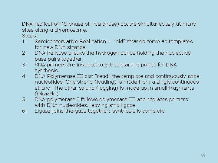 DNA replication (S phase of interphase) occurs simultaneously at many sites along a chromosome.