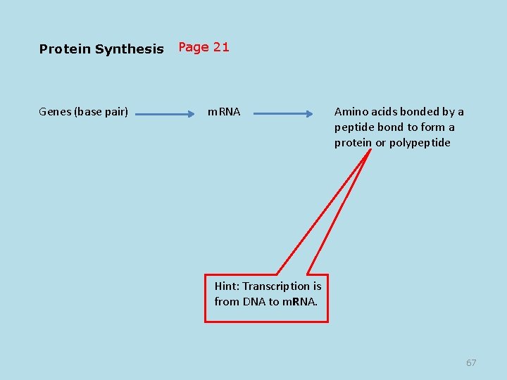 Protein Synthesis Genes (base pair) Page 21 m. RNA Amino acids bonded by a