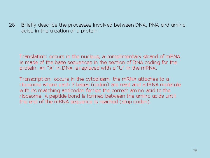 28. Briefly describe the processes involved between DNA, RNA and amino acids in the